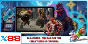 Đá Gà Thomo